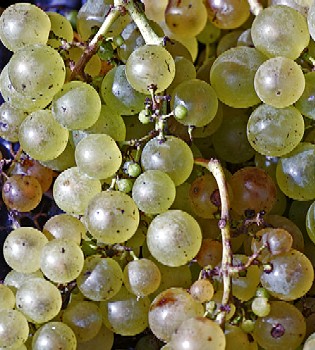 muscat grapes